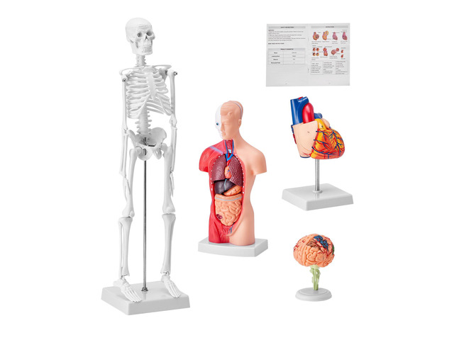 Human Anatomy Models Bundle Set, Brain, Human Torso Body, Heart, Skeleton Model Set of 4, Hands-on 3D Model Study Tools Teaching Models for...