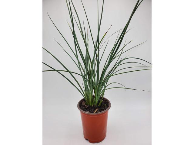 Red Yucca (Bundle of 16) - Hesperaloe parviflora - Quart Containers - by - Live Plants - 6-12' Tall (16)