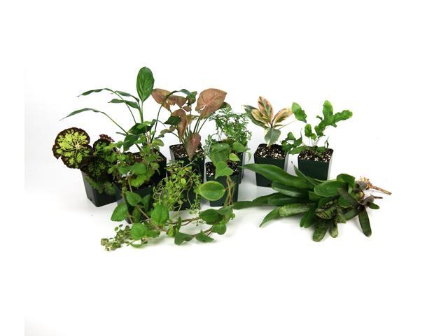 18x18x24 Tropical Vivarium Plant Kit
