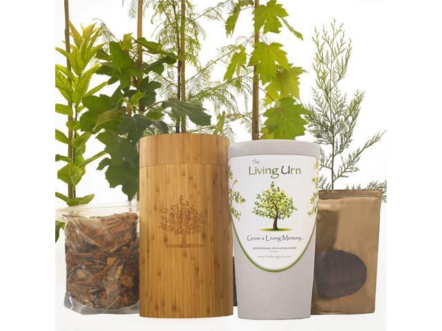 The Living Urn Bio Urn Including a Premium Young Tree of Choice. Grow a Living Tree Memorial from Cremation Ashes 7.5 x 7.5 x 13.9 inches