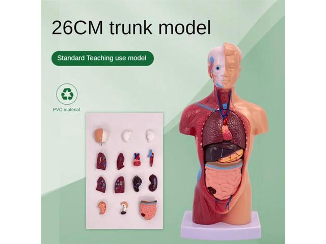 Human Body, Skeleton, Eyeball, Half Size Skull With Brain Model Hands-On 3D Model Learning Tool For Students
