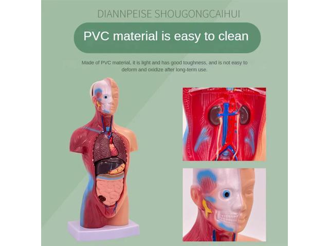 Human Body, Skeleton, Eyeball, Half Size Skull With Brain Model Hands-On 3D Model Learning Tool For Students