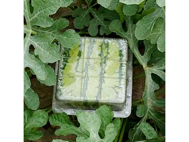 Big Size Plastic Clear Heart Square Watermelon Growing Mold Transparent Fruit Growth Forming Shaping Mould