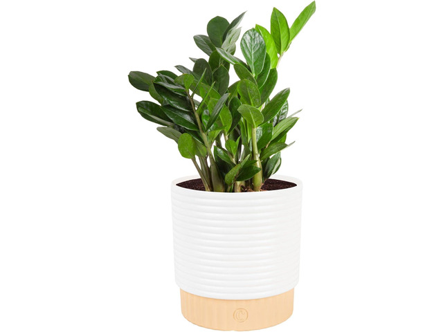 Costa Farms ZZ Live Plant in Decorative Pot, Easy to Maintain, Air Purifying Indoor Houseplant, Perfect for Home, Room, or Office Decor, Great...