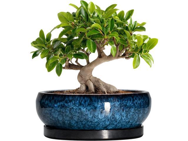 Bonsai Tree Pots 10 Inch - Ceramic Succulent Pot with Drainage Hole and Saucer, Bonsai Pots for Indoor Outdoor, Round Succulent Planter, Shallow...