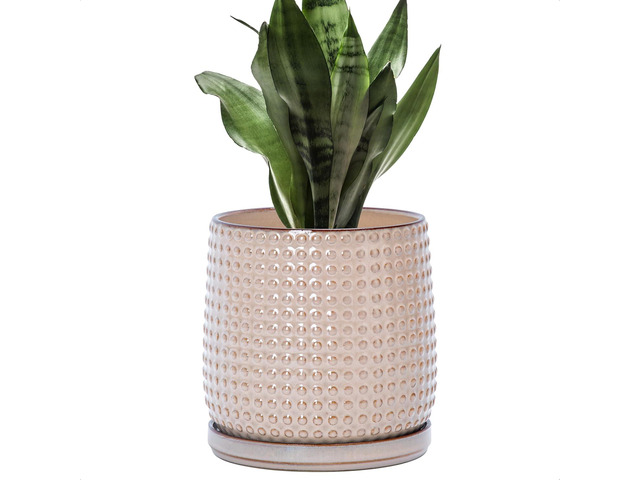 D'vine Dev 6 Inch Ceramic Beaded Stoneware Planter Pot - Flower Pot with Drainage Holes and Saucers for Indoor Succulent Plants or Flowers, Light...