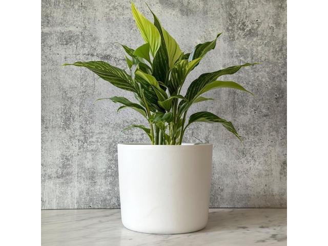 Willowy 6 Inch Ceramic Plant Pot (Matte White) - 6 Inch White Ceramic Planter, Pots for Plants, Planters for Indoor Plants, Plant Pot with Drainage