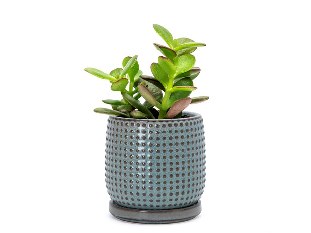 D'vine Dev 4 Inch Ceramic Beaded Stoneware Planter Pot - Flower Pot with Drainage Holes and Saucers for Indoor Succulent Plants or Flowers,...