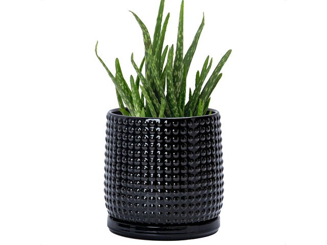 D'vine Dev 6 Inch Ceramic Beaded Stoneware Planter Pot - Flower Pot with Drainage Holes and Saucers for Indoor Succulent Plants or Flowers, Glossy...