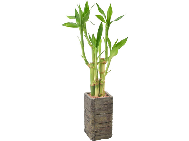 Arcadia Garden Products LV25 5-Stem Lucky Bamboo, Live Indoor Plant in Aged Wood Planter for Home, Work, or Gift, Dark ***Cannot Ship to Hawaii**