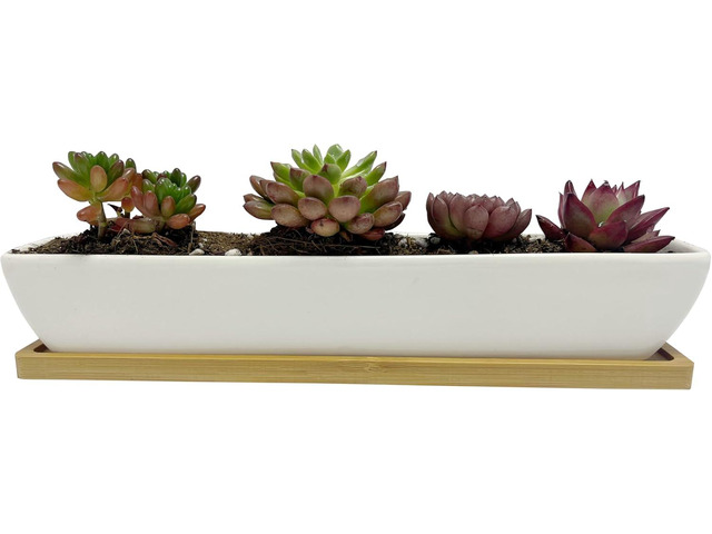 SeaStar White Rectangular Long Succulent Planter Pot,11x2.16x1.75inch Modern Minimalist Ceramic Succulent Planter Pot with Saucer for...