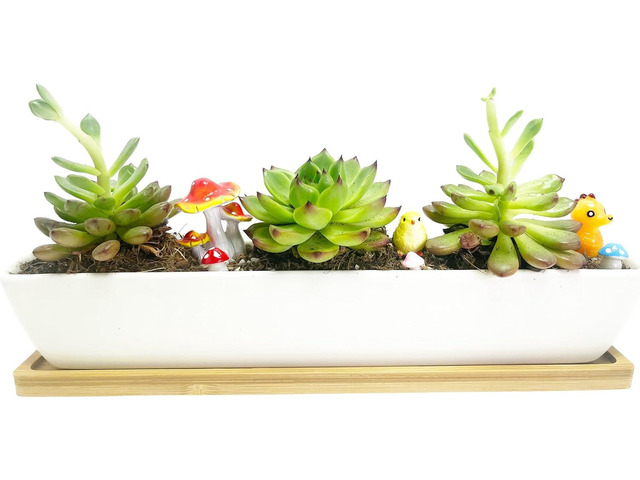 11inch Long Rectangle White Ceramic Succulent Planter Pots/Mini Flower Plant Containers with Bamboo Saucers. Product Size:11x2.23x1.69inch,not...