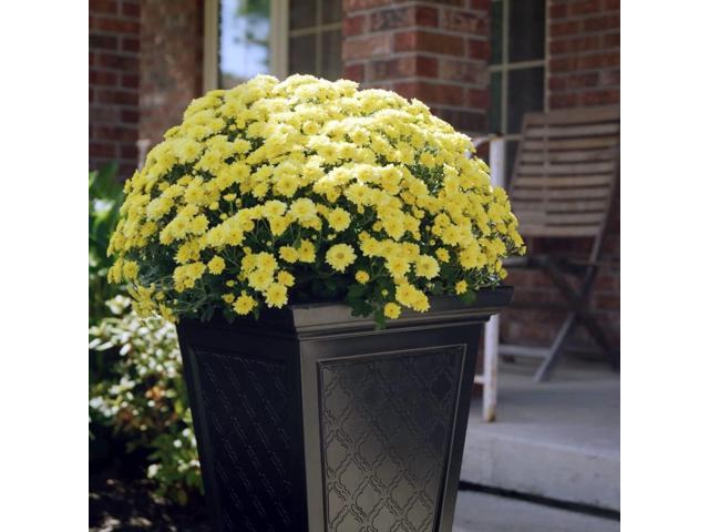 FCMP Outdoor Casablanca Self-Watering Planter (2-Pack) Set of 2 Large Planters for Porch, Patio, Outdoor/Indoor (MOD-CP3000-BLK-2) Black (24-inch...