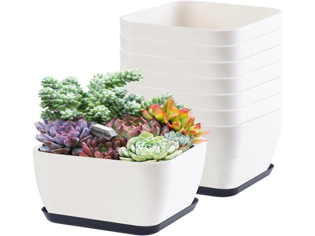 Succulent Pots 6 Inch Shallow Herb Planters with Drainage Hole - 8 Packs Cactus Planter for Home Office Garden Plants Pot Present - Plants Not... Succulent Pots 6 Inch Shallow Herb Planters with Drainage Hole - 8 Packs Cactus Planter for Home Office Garden Plants Pot Present - Plants Not...