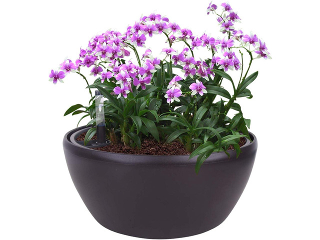 Vencer 11 Inch Plastic Round Self Watering Planter,Water Indicator,Modern Decorative Planter Pot for All House Plants Flowers, Herbs, Vegetables,...