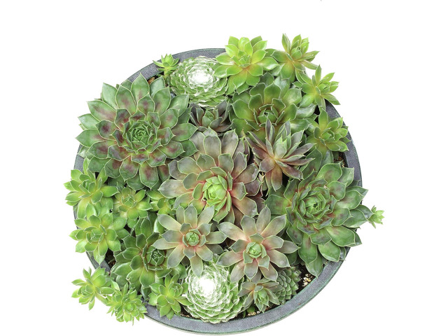 Live Sempervivum Hens and Chicks Succulent Bowl with Mini Plants, Decorative Ceramic Planter by Plants for Pets
