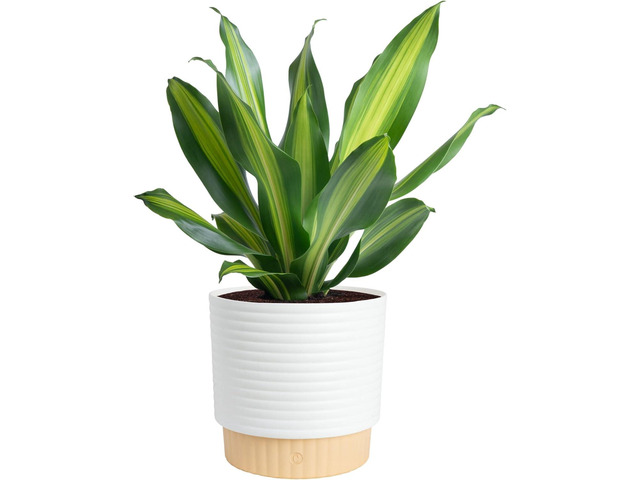Costa Farms Dracaena Golden Heart Live Indoor Plant, Easy to Grow Houseplant in Modern Plant Pot, Potting Soil, Living Room, Home and Office Decor,...