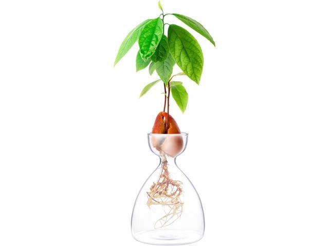 Avocado Seed Sprout Starter Vase Planter Pot Indoor Avocado Tree Growing Vase Kit Glass Garden Seed Starter Planting Vase Clear Avocado Seed.