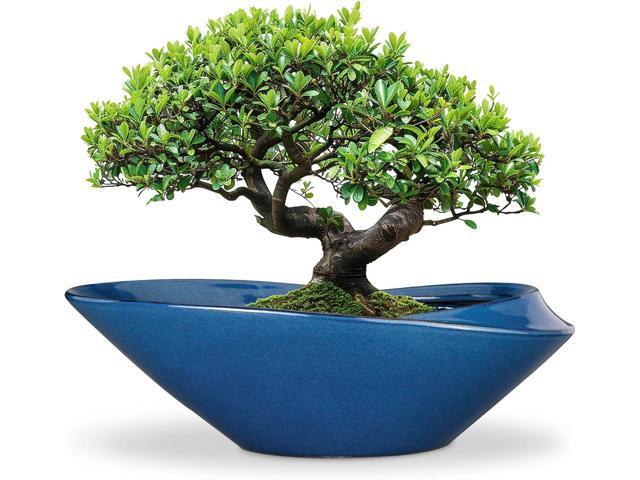 Bonsai Pot - 18 Inch Ceramic Planter for Indoor Outdoor Plants Bonsai Tree Pot Modern Large Succulent Planter Decorative Plant Pot with Drainage...