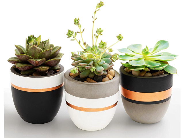 PASENITY Hand Painted Indoor Plant Pots, Set of 3 Modern Cement Succulent Pots with Drainage, Best Planters for Cactus, Herbs, Great Office & Home...