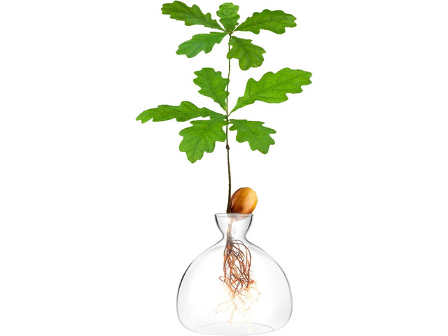 Acorn sprouting Seed Starter Planter Vase Terrariums Pot Acorn Tree Growing Kit Deco Glass Bulb Propagation Vases Grow Acorn Trees at Home Acorn...