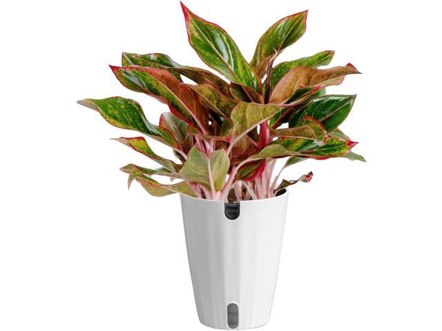 Costa Farms Red Chinese Evergreen Live Indoor Plant, Easy Care Houseplant in Modern Decor Planter, Excellent Housewarming Gift, Unique Home Decor,...
