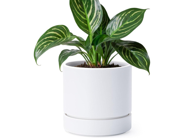 Phoenix Vine 6 Inch Planter Pot with Drainage Hole & Saucer, Deep Water Catch Tray, Straight Cylindrical Round Pot for Plants, Matte White, Pack of...