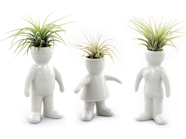 White Ceramic Man, Woman, and Girl Shaped Planters with Live Tillandsia Air Plants - 3.5' and 4.75' Potted Indoor Air Plants with People Air Plant...