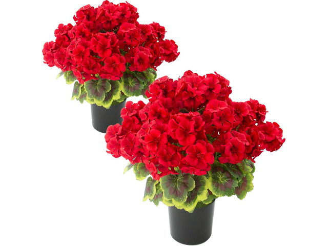 lovemoon 2 Pcs Geranium Potted Artificial Flowers, 19' Fake Geraniums Plants UV Resistant Silk Potted Plants for Outdoor Home Décor Office Porch...