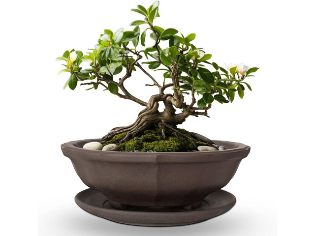 MUZHI 6.8 inch Unglazed Flower Shape Ceramic Bonsai Pot Bowl with Saucer,Classic Retro Zisha Pottery Planter Round for Tree Cactus Succulent...