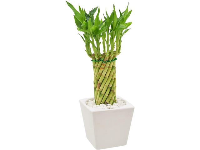 Arcadia Garden Products LV34 Tornado Lucky Bamboo, Live Indoor Plant in Carolina Square Ceramic Planter for Home, Work, or Gift, White