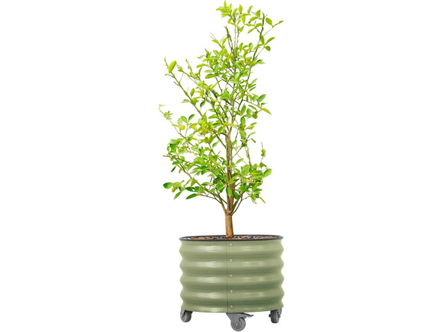Rolling Metal Citrus Tree Planter Pot, 21 Round Planter Box for Porch Patio & Backyard, 20 Gallon Large Planter Pot with Wheels for Growing Olive...