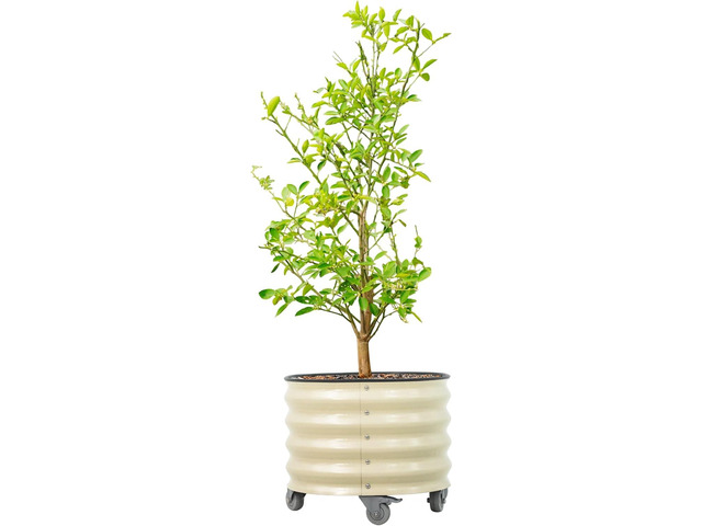 Rolling Metal Citrus Tree Planter Pot, 21 Round Planter Box for Porch Patio & Backyard, 20 Gallon Large Planter Pot with Wheels for Growing Olive...