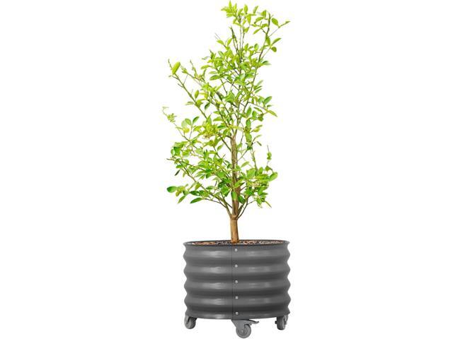 Rolling Metal Citrus Tree Planter Pot, 21 Round Planter Box for Porch Patio & Backyard, 20 Gallon Large Planter Pot with Wheels for Growing Olive...