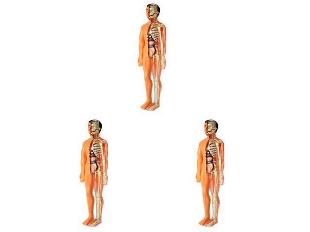 3X 3D Human Body Anatomy Model Children Plastic DIY Skeleton Toy Science Early Learning Aids Educational Toys