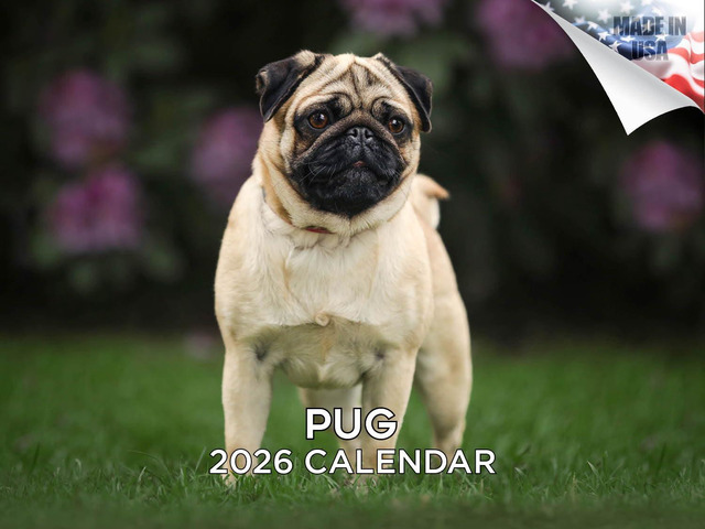 Pug Calendar 2026 2027 14 Month Wall Calendar Dog Lover Gift, Thick 100# No-Bleed Paper, Large Writing Blocks, Made in USA, Squishy Face Photos,...