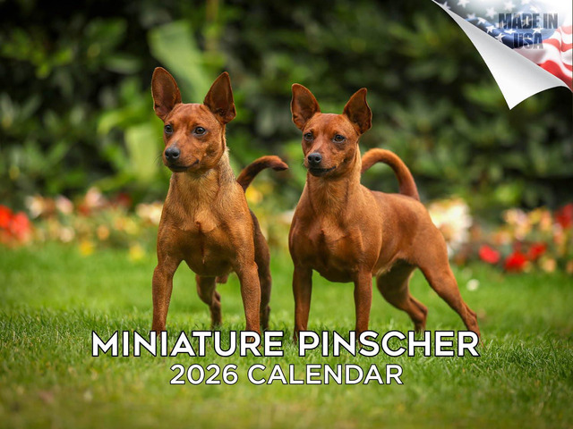 Min Pin Calendar 2026 2027 14-Month Miniature Pinscher Wall Academic Dog Lover Gift, Thick 100# No-Bleed Paper, Large Writing Blocks, Made in...