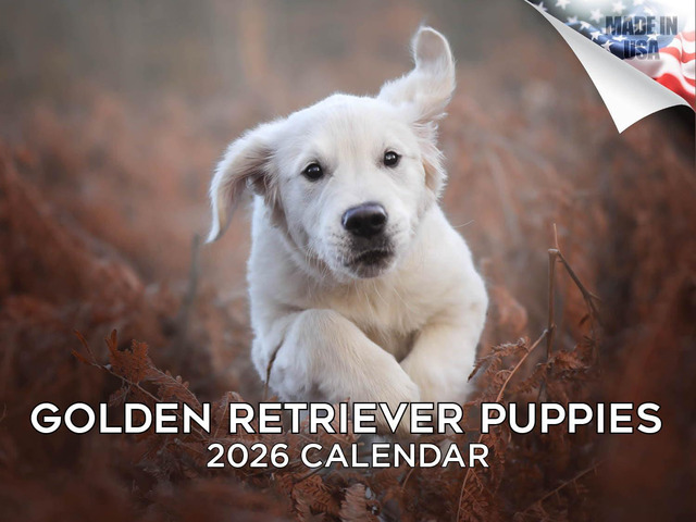 Golden Retriever Puppy Calendar 2026 2027 14 Month Wall Calendar Dog Lover Gift, Thick 100# No-Bleed Paper, Large Writing Blocks, Made in USA,...