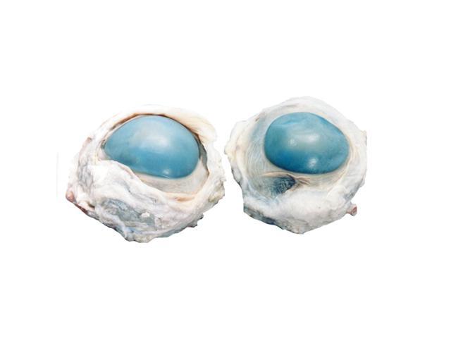 Preserved Cow Eye Specimen for Dissection, for Biology Classrooms, Vacuum Pack of 50