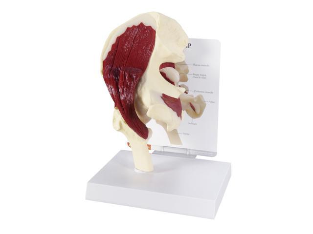 Muscled Hip Model of Right Hip Joint with Muscles Human Body and Anatomy Replica for Physiology Education, Anatomical Model for Doctor's Office,.