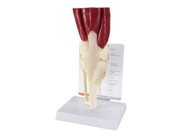 Muscled Knee ModelRight Knee Joint with Muscles Model Human Body and Anatomy Replica for Physiology Education, Anatomical Model for Doctor's.