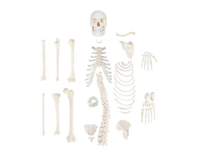Half Disarticulated Human Skeleton with 3-Part Human Skull, Hand, Foot, Anatomical Life Size Bones Includes Detailed Product Manual Skeletal.