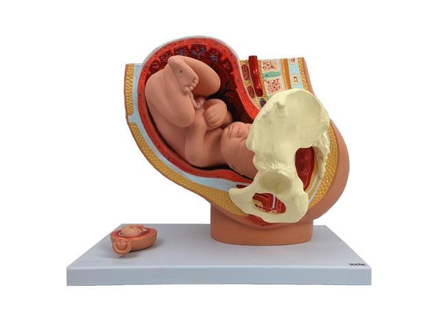 Anatomy Model of Pregnancy Pelvis - Includes a Full-Term Removable Fetus Model, Anatomy of the Placenta and More Than 40 Anatomical Landmarks