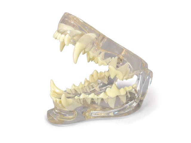 Clear Canine Jaw Model with Teeth for Canine Anatomy Canine Anatomy Replica for Physiology Education, Anatomical Model for Veterinarian's Office,.
