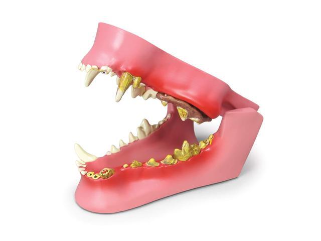 Canine Jaw Model with Teeth for Canine Anatomy Canine Anatomy Replica for Physiology Education, Anatomical Model for Veterinarian's Office, Vet.