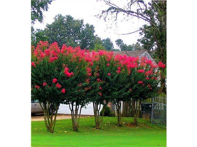 6 Pack - Red Flowering Crape Myrtle Trees - Lagerstroemia - Quart Container - 6-12 Inches Tall