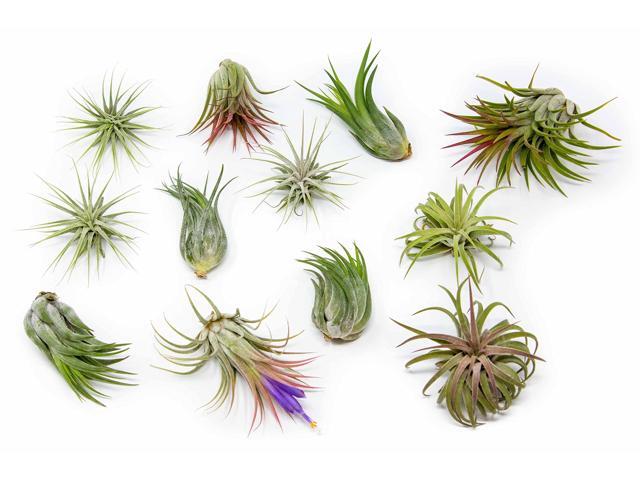 50 Pack Air Plants Assorted Tillandsia Ionantha - Live Succulent House Plants - Available in Wholesale and Bulk - Home and Garden Decor - Easy Care.
