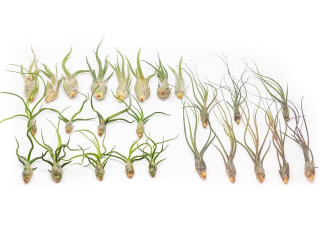 Pack of Wild Ones Air Plants -Tillandsia Caput Medusae, Butzii & Bulbosa Guatemala - Available in Wholesale and Bulk - Home and Garden Decor- Easy.