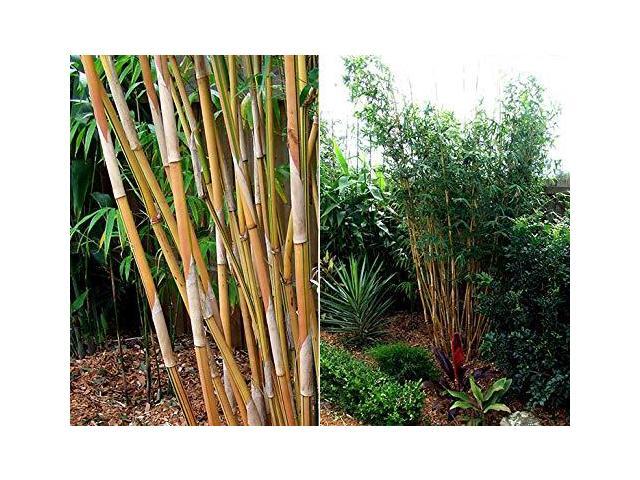 Bambusa Alphonse KARR/Golden Hedge Clumping Bamboo- Non-Invasive Variety 1 Gal Size