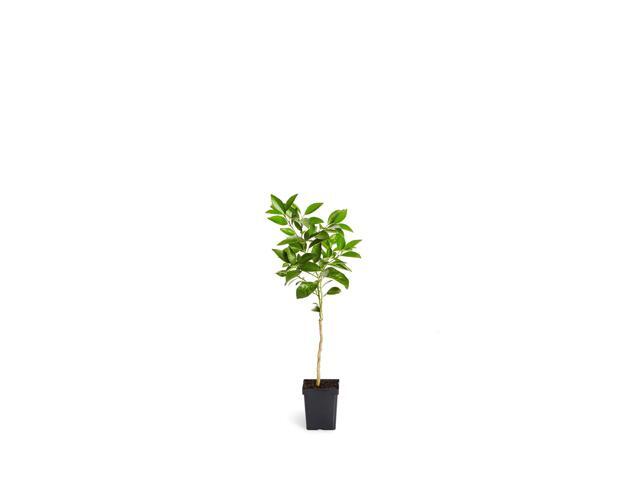 Blood Orange Tree, 1-2 ft. - No Shipping to AK, AL, AZ, CA, FL, GA, HI, LA, MS, OR, TX